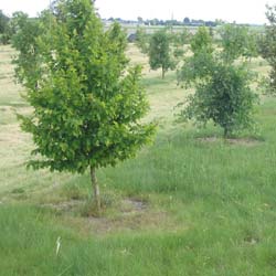 Truffle Hornbeam - Tuber melanosporum